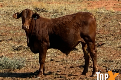 100 Mixed Sex Santa Weaners