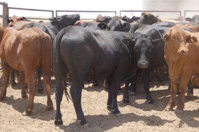 116 VGQ Xbred & Brahman Feeder Steers