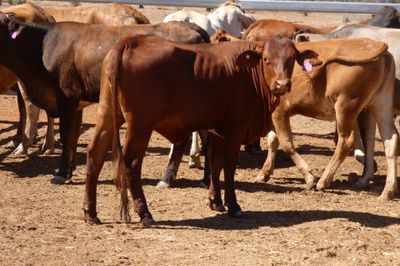 84 VGQ Cross Bred Heifers- PTE