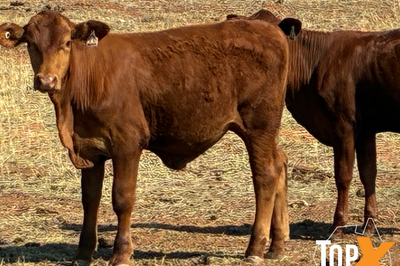 100 Mixed Sex Santa Weaners