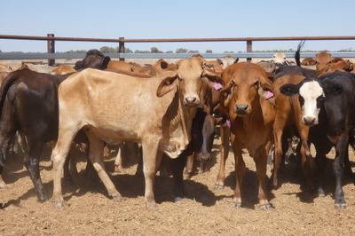 84 VGQ Cross Bred Heifers- PTE