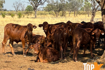 100 Mixed Sex Santa Weaners