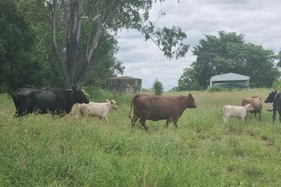 30 Cows and Calves