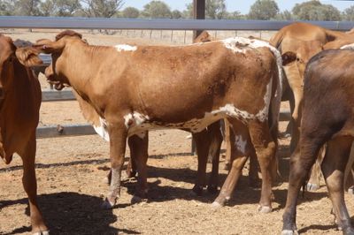 84 VGQ Cross Bred Heifers- PTE