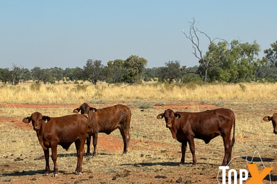 100 Mixed Sex Santa Weaners