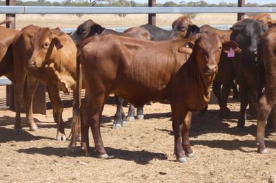 84 VGQ Cross Bred Heifers- PTE