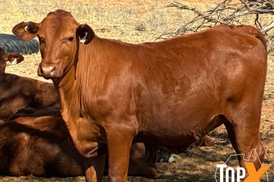 100 Mixed Sex Santa Weaners
