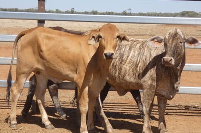 84 VGQ Cross Bred Heifers- PTE