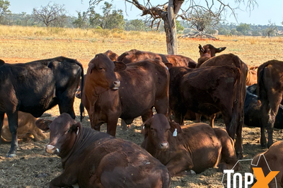 100 Mixed Sex Santa Weaners