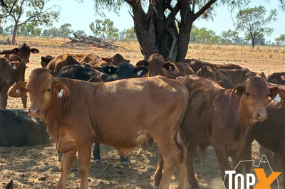 100 Mixed Sex Santa Weaners