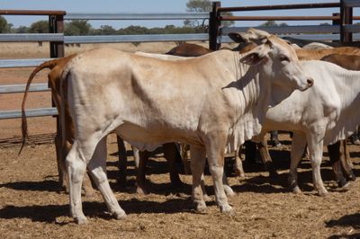 84 VGQ Cross Bred Heifers- PTE