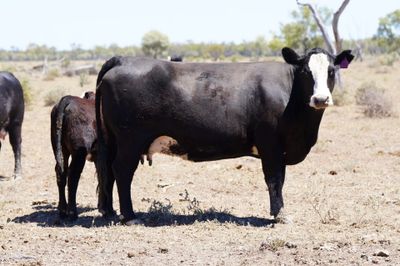 320 Front Paddock Black Baldy Cows & Calves