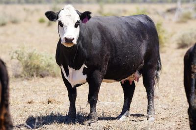 320 Front Paddock Black Baldy Cows & Calves