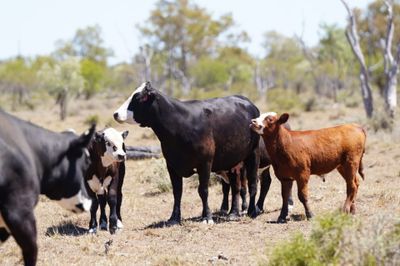 320 Front Paddock Black Baldy Cows & Calves