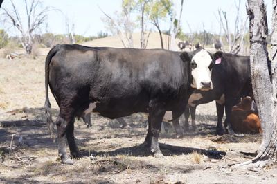 320 Front Paddock Black Baldy Cows & Calves
