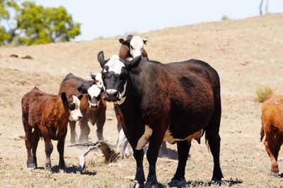 320 Front Paddock Black Baldy Cows & Calves