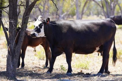 320 Front Paddock Black Baldy Cows & Calves