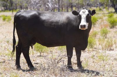320 Front Paddock Black Baldy Cows & Calves