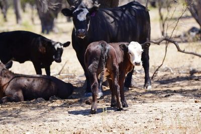 320 Front Paddock Black Baldy Cows & Calves