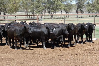 33 PTIC Ultrablack Heifers