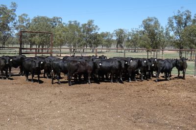 33 PTIC Ultrablack Heifers
