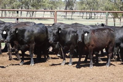 33 PTIC Ultrablack Heifers