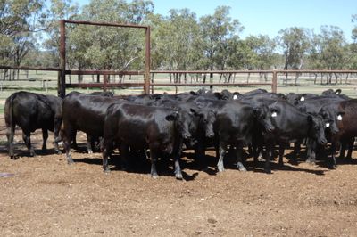 33 PTIC Ultrablack Heifers