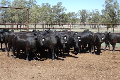 33 PTIC Ultrablack Heifers