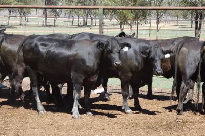 33 PTIC Ultrablack Heifers