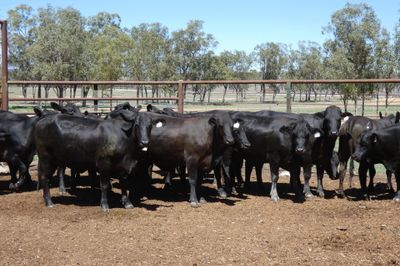 33 PTIC Ultrablack Heifers
