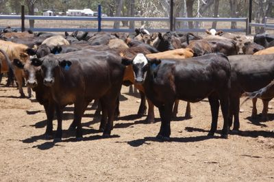 93 Black Simmental X Backgrounder Heifers