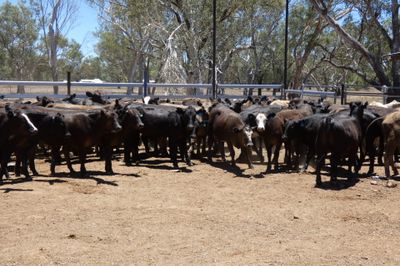 93 Black Simmental X Backgrounder Heifers