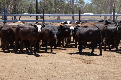 93 Black Simmental X Backgrounder Heifers
