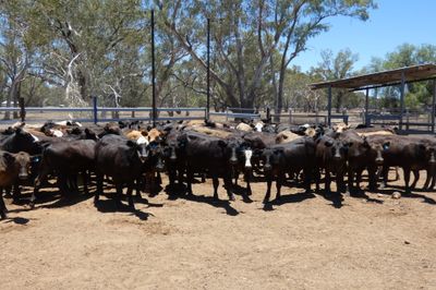 93 Black Simmental X Backgrounder Heifers