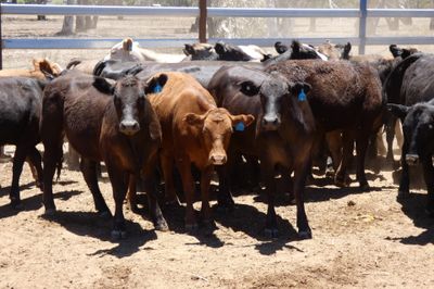 93 Black Simmental X Backgrounder Heifers