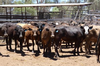 93 Black Simmental X Backgrounder Heifers
