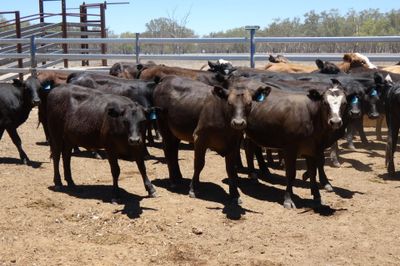 93 Black Simmental X Backgrounder Heifers