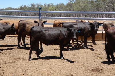 93 Black Simmental X Backgrounder Heifers