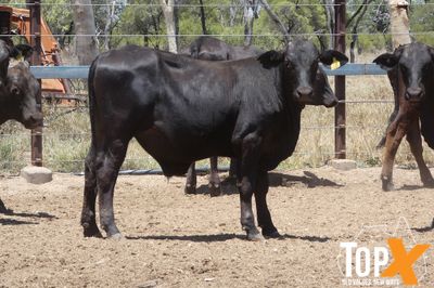 A+ 12/12 130 ANGUS X STEER WEANERS