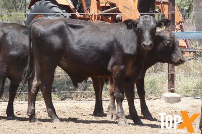 A+ 12/12 130 ANGUS X STEER WEANERS