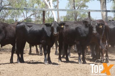 A+ 12/12 130 ANGUS X STEER WEANERS