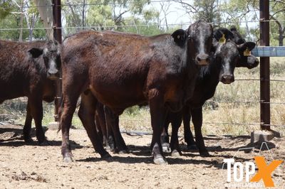A+ 12/12 130 ANGUS X STEER WEANERS