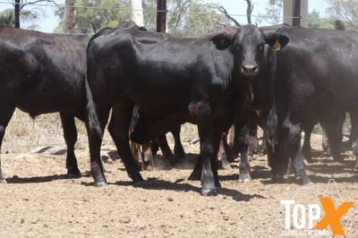 A+ 12/12 130 ANGUS X STEER WEANERS