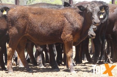 A+ 12/12 130 ANGUS X STEER WEANERS