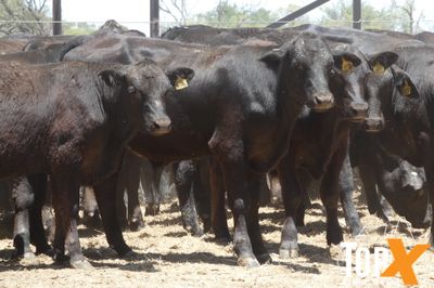 A+ 12/12 130 ANGUS X STEER WEANERS