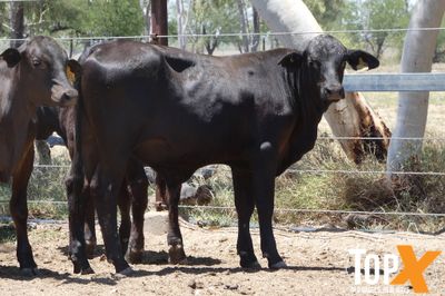 A+ 12/12 130 ANGUS X STEER WEANERS