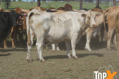 29 Crossbred PTIC Cows