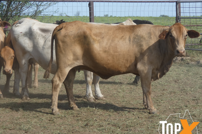 29 Crossbred PTIC Cows