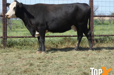 29 Crossbred PTIC Cows