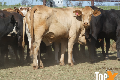 29 Crossbred PTIC Cows